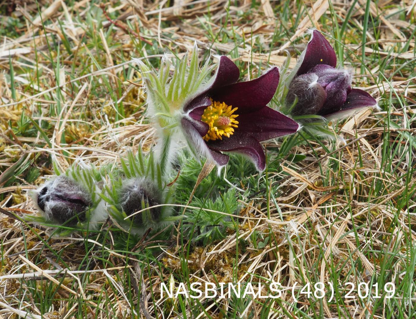 Pasque flower flower